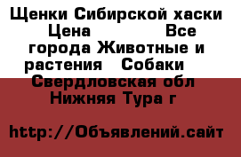 Щенки Сибирской хаски › Цена ­ 18 000 - Все города Животные и растения » Собаки   . Свердловская обл.,Нижняя Тура г.